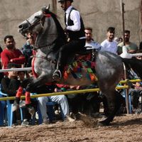نریان کرد|اسب و تجهیزات اسب‌سواری|تهران, آبشار|دیوار