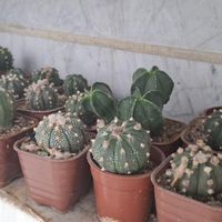 فروش تعدادی کاکتوس ۱۰ ت|گل و گیاه طبیعی|تهران, نظام‌آباد|دیوار