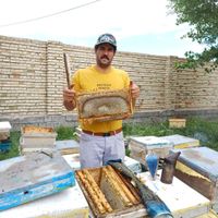 عسل طبیعی فروش زنبور عسل فروش ملکه عسل درمانی|خوردنی و آشامیدنی|تهران, شهرک ولیعصر|دیوار