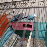 مرغ عشق جفت خورده|پرنده|تهران, ملک‌آباد|دیوار