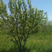 یک قطعه باغ 15 ساله روستای قلات رش|فروش خانه و ویلا|پیرانشهر, |دیوار