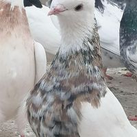 طوقی|پرنده|گنبد کاووس, |دیوار