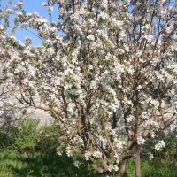 باغ-ویلایی-دهکده-توریستی-هروی-کوی-بنفشه