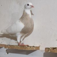 طوقی|پرنده|گنبد کاووس, |دیوار