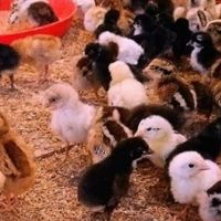 جوجه گلین محلی یکروزه تخم مرغ نطفه دار گلپر بیضا|حیوانات مزرعه|شیراز, شهرک گلستان|دیوار