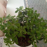 گل بنسای|گل و گیاه طبیعی|تهران, باغ فیض|دیوار