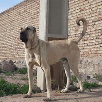 سگ نر سرابی۱۲ماهه|سگ|تهران, پاسداران|دیوار