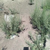 زمین-در-فاز-2-شهرداری-شریف-اباد