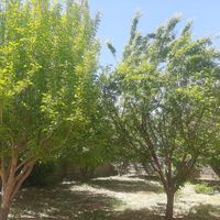 فروش خانه ویلایی|فروش خانه و ویلا|سمیرم, |دیوار