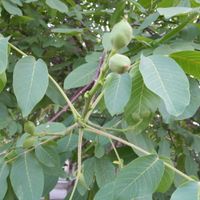 اصلاح خاک زمین وباغ|خدمات باغبانی و درختکاری|تهران, درکه|دیوار