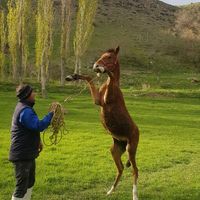 اسب|اسب و تجهیزات اسب‌سواری|اردبیل, |دیوار