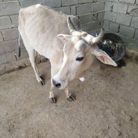 گاو|حیوانات مزرعه|سراوان, |دیوار