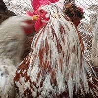 جوجه غاز و مرغ|حیوانات مزرعه|تبریز, |دیوار