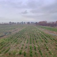 اجاره-زمین-کشاورزی-رودبال-8هکتار