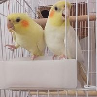 عروس/هلندی/جوجه/دستی/رام جوان|پرنده|گلپایگان, |دیوار