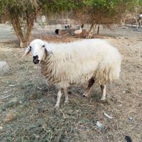 فروش بره نر و ماده کنگان|حیوانات مزرعه|بندر کنگان, |دیوار