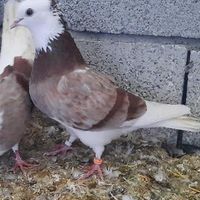 کبوتر|پرنده|ماکو, |دیوار