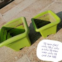 گلدان های پلاستیکی و سرامیکی نو و دست دوم|گل و گیاه طبیعی|تهران, آبشار|دیوار