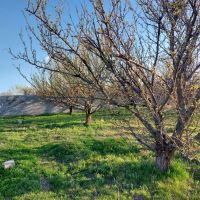 باغ-باغچه-کیلومترده-دویست-مترفاصله-باجاده-سنتو
