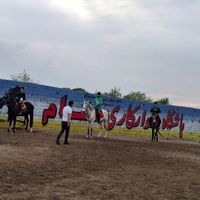 اسب|اسب و تجهیزات اسب‌سواری|تهران, شهید آوینی|دیوار