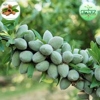 فروش نهال گردو ژنوتیپ آرال باگیرایی بالا|خدمات باغبانی و درختکاری|ایلام, |دیوار