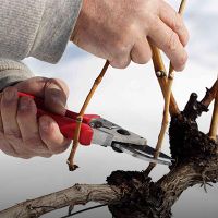 باغبانی تخصصی|خدمات باغبانی و درختکاری|اصفهان, آبشار|دیوار