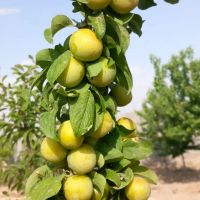 خانه-باغ-500متری-ملکی-داخل-مجتمع