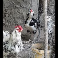خروس گلین اصیل ۷ ماهه|حیوانات مزرعه|کرج, شهریار|دیوار