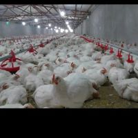 فروش-مرغداری-با-مجوز-16-هزار-تایی