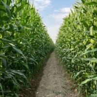 فروش-زمین-کشاورزی-و-باغ