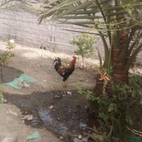 خروس دو رگ|پرنده|بلوک, |دیوار