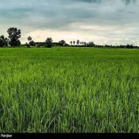 مزرعه-برنج-در-دریاسر