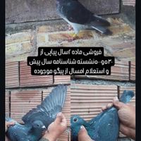 کبوتر جاده مابقه رفته|پرنده|گنبد کاووس, |دیوار