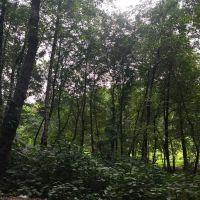 زمین-باغی