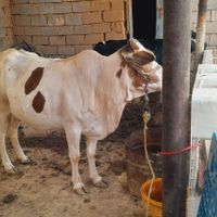 ۳عددگاو مارون ۳روستای بیت صیوان هلیچی|حیوانات مزرعه|رامشیر, |دیوار
