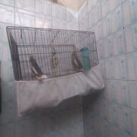 عروس هلندی|پرنده|کرج, گوهردشت|دیوار