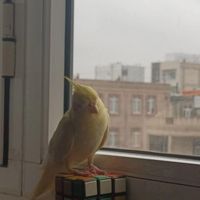 گم شده مژدگانی میدم|پرنده|کامیاران, |دیوار