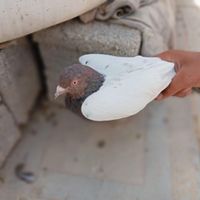 کفتر سینه پلاکی|پرنده|داراب, |دیوار