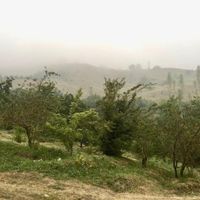 کوه بهرستاق نوسر زمین باغی متری ۲میلیون|فروش دفتر صنعتی، کشاورزی، تجاری|آمل, |دیوار