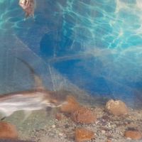 ماهی پنکوس شکاری گوشت خوار سایز بزرگ|ماهی|شادگان, |دیوار