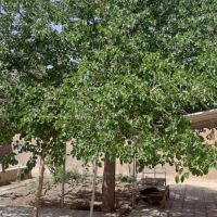 باغ-ویلا-قدیمی-در-کلاته-اقازاده