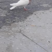 کبوتر|پرنده|بهبهان, |دیوار