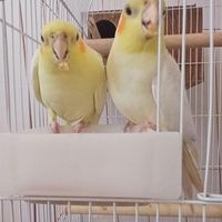 عروس/هلندی/جوجه/دستی/رام جوان|پرنده|گلپایگان, |دیوار