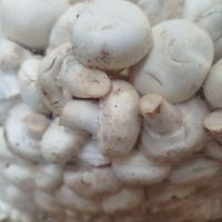 قارچ انبار نفت|خوردنی و آشامیدنی|تهران, گمرک|دیوار