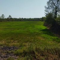 11000هزار-متر-شالیزار-سنتی-گزینهای-متنوعه-در-منطقه