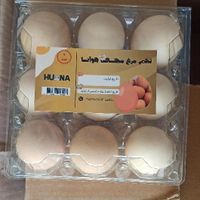 پخش تخم مرغ به قیمت روز|خوردنی و آشامیدنی|مشهد, وکیل‌آباد|دیوار