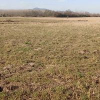 زمین-کشاورزی-سنتی-فروش-فوری