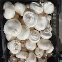 قارچ انبار نفت|خوردنی و آشامیدنی|تهران, گمرک|دیوار