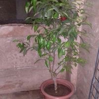 درختچه نارنج|گل و گیاه طبیعی|تهران, جوادیه تهرانپارس|دیوار