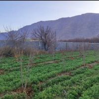 فروش-زمین-باغ